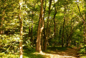 Foreste, pubblicato il bando da 11,6 milioni per attività di prevenzione danni e incendi