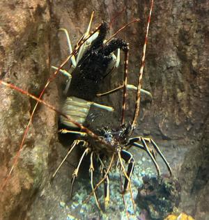 Una rarissima aragosta bicolore pescata nell&#039;Arcipelago