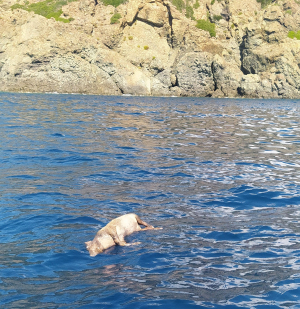 Carcassa di ungulato nel Golfo di Lacona