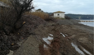 Il ripascimento della costa ai Magazzini e la strana duna di posidonia al confine con la zona umida