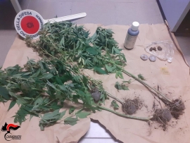 Coltivava marijuana nella sua abitazione, 30enne campese denunciata dai Carabinieri