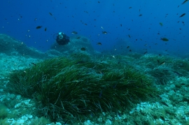 UE: 30% di terra e mare in area protetta  Accelera il processo istitutivo della AMP