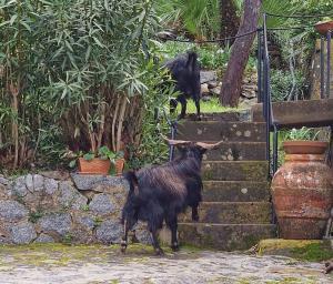 Capre &quot;inselvatichite&quot; in centro a Campo, il Sindaco scrive a Prefetto, Presidente del Parco e Regione