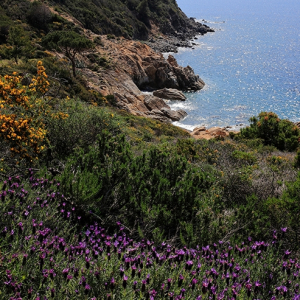 Nuova collaborazione tra Fondazione Acqua dell’Elba e Parco per la valorizzazione e la fruizione sostenibile della Via dell’Essenza