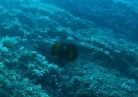 Una rara &quot;Lepre di Mare&quot; (Aplysia depilans) avvistata nel mare dell&#039;Elba - video