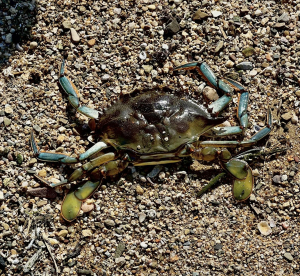 Col pretesto di contrastare il Granchio blu Il Governo vuol riaprire la pesca a strascico entro le 3 miglia