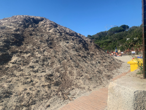 Una precisazione sull&#039;accumulo di Posidonia sulla spiaggia di Spartaia