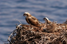 Prorogate al 30 giugno le misure per la tutela della nidificazione del Falco Pescatore a Capraia