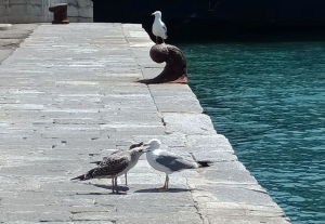 Sfortunati ammaraggi, giovani gabbiani nelle acque del porto di Portoferraio