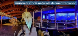 Al via i laboratori didattici online del Museo di Storia Naturale del Mediterraneo