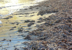 La Posidonia, preziosa alleata nel contrasto al cambiamento climatico e all’inquinamento