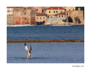 Fotocronaca: il Falco Pescatore a San Giovanni dal 3 al 6 ottobre