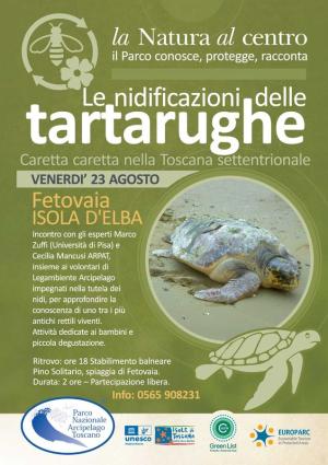 Nidificazioni di tartarughe Caretta caretta, incontro con gli esperti a Fetovaia