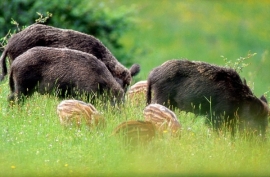 7 cose che forse non sai sul cinghiale all&#039;Elba