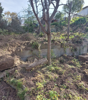 Sui cinghiali la Coldiretti: ora fare presto ad abbatterli