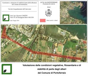 Abbattimento dei pini di San Giovanni: Nocentini si fermi e legga la relazione tecnica del Comune