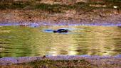 Fotonotizia: un grande granchio blu che nuota nella zona umida di Mola
