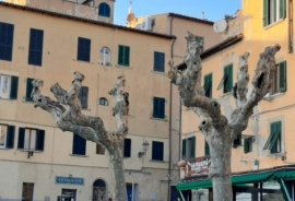 In mille parole: &quot;se questo è un albero&quot;