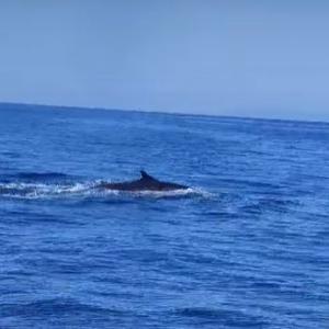 Non disturbare le balenottere. Tre cetacei (di cui forse uno ferito) avvistati a Sant&#039;Andrea