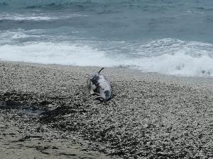 Carcassa di un cetaceo spiaggiata alle Ghiaie