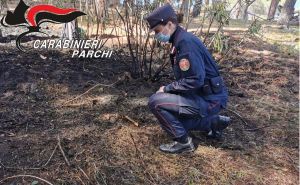 Le indicazioni dei Carabinieri Forestali su come eliminare le potature mediante accensione di fuochi