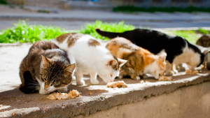 Sterilizzazione delle colonie feline, un servizio pubblico efficace. Il plauso di Animal Project ed ENPA