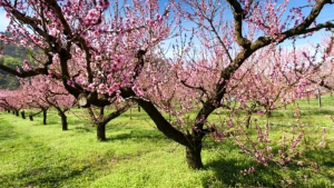 Caldo anomalo, Fedagripesca Toscana: “A rischio alberi da frutto e piante ornamentali”