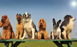 Mai più cani incatenati in Toscana