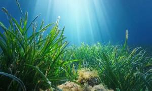 Foresta Blu: Una campagna per il ripristino, monitoraggio e la protezione di tratti di praterie di Posidonia oceanica