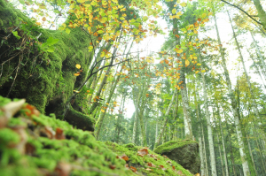 Ecosistemi forestali, bando da 11,6 milioni per attività di prevenzione danni e incendi