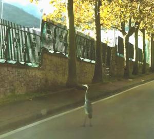 Segni di un clima cambiato; altro airone a passeggio al &quot;Renaio&quot; di Marciana Marina