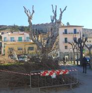 Verde pubblico a Portoferraio: l’ufficio che non c’è e il piano del verde pubblico fantasma