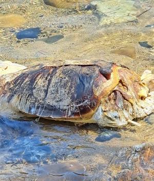 Fotonotizia: Carcassa di Caretta caretta alla Paolina