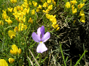 Trekking al profumo dei fiori dell’Elba per la Giornata Europea dei Parchi