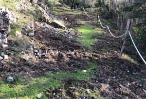 Fotocronaca: Cinghiali &quot;archeologici&quot;, incursione suina alla Villa romana delle Grotte