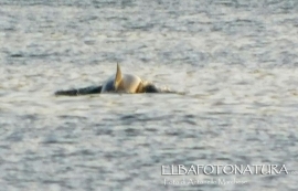 Un delfino nel porto commerciale di Portoferraio