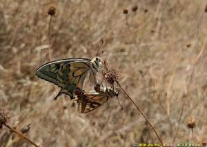 Fotonotizia: Macaoni (Papilio machaon) in accoppiamento