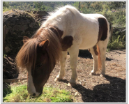 Pippo: un pony in cerca di adozione
