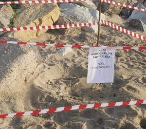 Ancora nidificazioni di “Caretta Caretta”, il supporto della Guardia Costiera per la messa in sicurezza delle aree