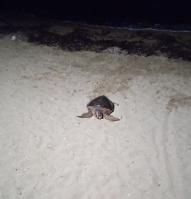 Altra tartaruga tenta di nidificare all&#039;Elba Ispeziona spiaggia a Morcone e rinuncia