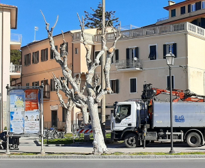 Capitozzature alberi: cambiano i governi cittadini ma vince sempre l&#039;insensibilità