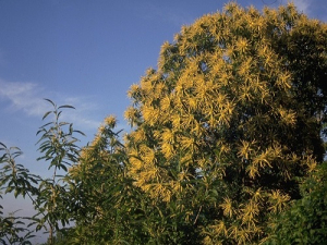 Settimana delle Castagne 2022: conclusione all’insegna del piacere di stare insieme.