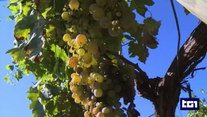 Il vino &#039;marino&#039; di Arrighi raccontato in un servizio del TG1