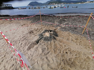 Salute dell&#039;ecosistema mare e aumento delle temperature rendono le spiagge elbane adatte alla nidificazione delle tartarughe marine