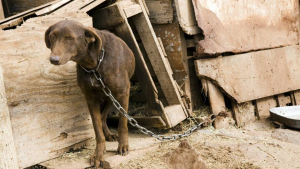 Mai più cani alla catena, la giunta regionale modifica il regolamento che lo permetteva