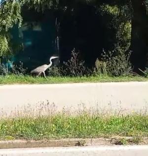 Portoferraio: airone a passeggio sulla Variante - il video