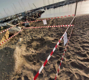 Pro loco marinese:  le nidificazioni di Caretta caretta ci richiamano tutti ad un impegno ambientale