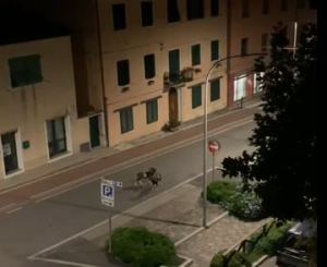 Due maschi di muflone combattono a cornate nel centro marinese (video)