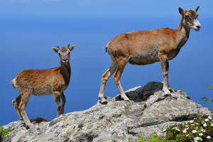 I mufloni del Giglio, l’etica e le fake news