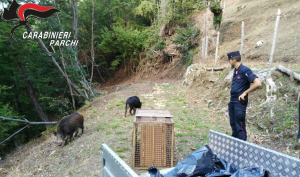 Le raccomandazioni dei Carabinieri Forestali relativamente alla pratica del “foraggiamento” degli animali selvatici